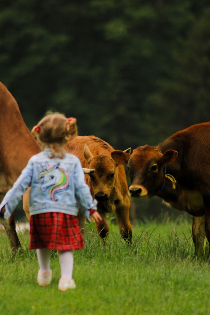 A young girl in a colorful jacket approaches cows in a lush green pasture.