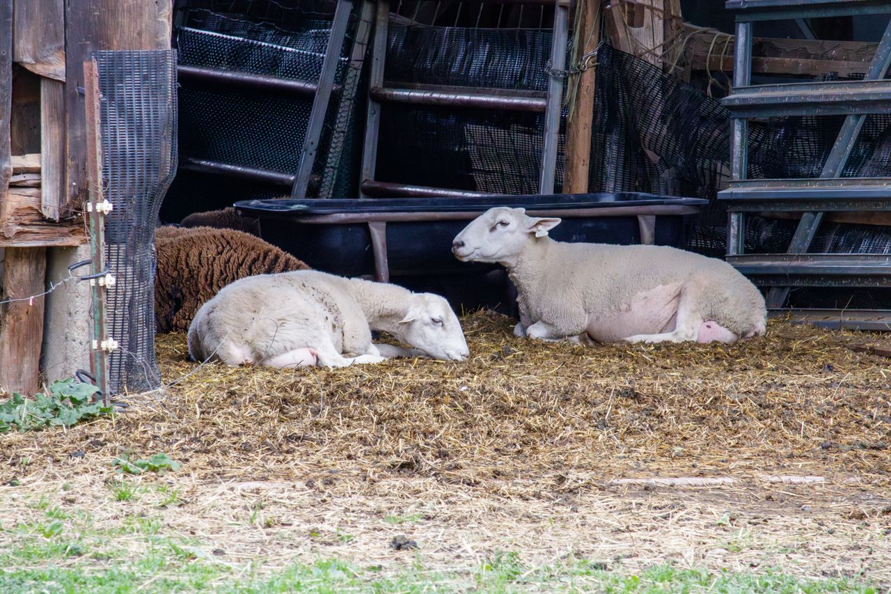 Three sheep laying peacefully in a rural barn setting, surrounded by hay and rustic fencing.