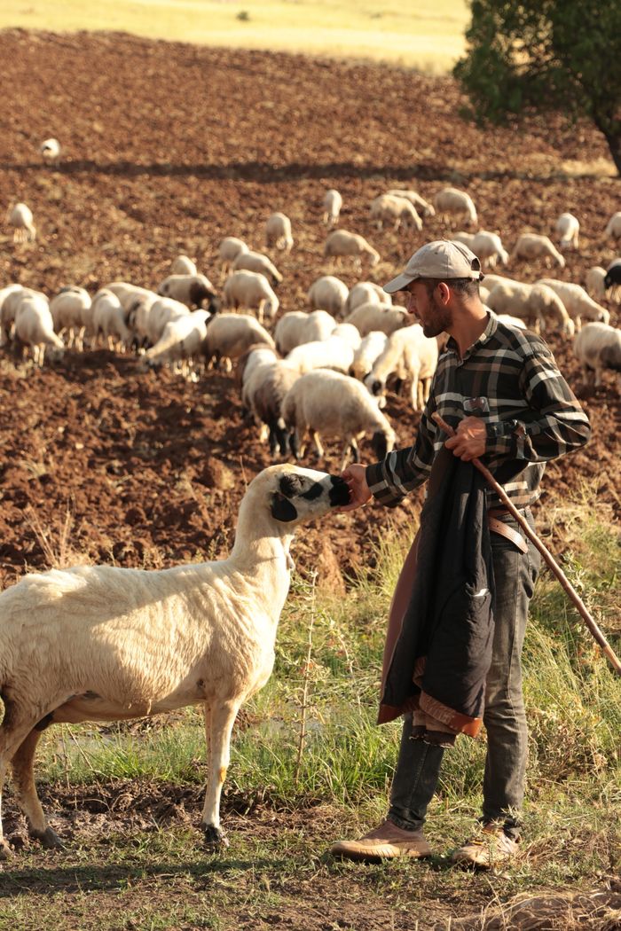 A shepherd caring for sheep in a sunlit field, evoking rural life and harmony.