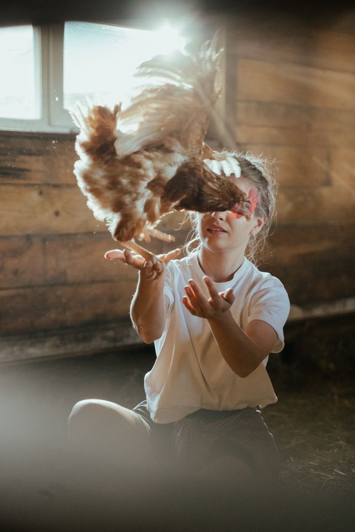 A girl interacts with a flying chicken inside a sunlit barn, creating a warm and lively scene.