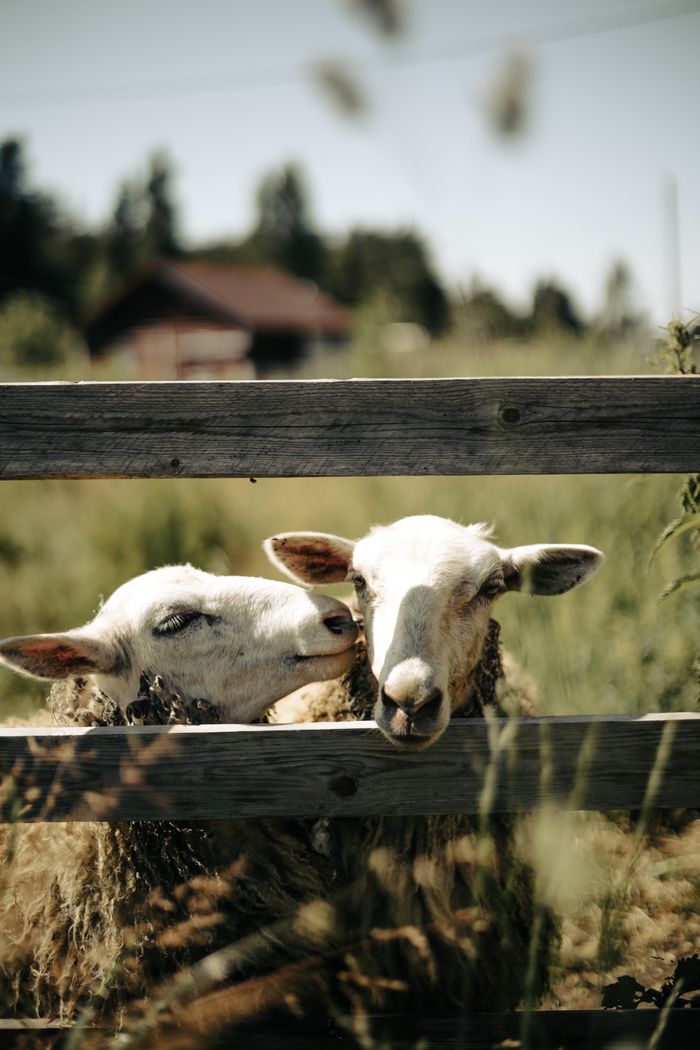 Two cute sheep nuzzling over a fence on a sunny day, showcasing farm life and animal affection.